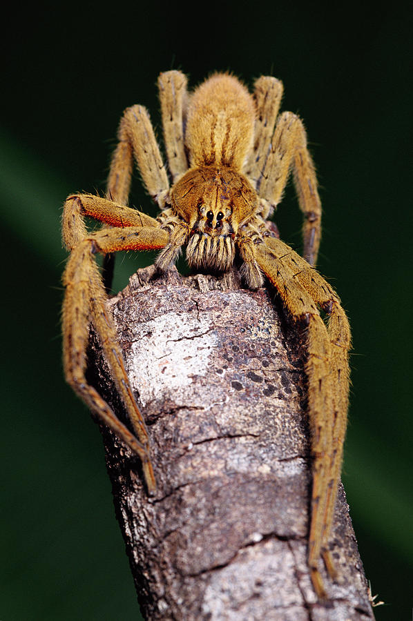 Wandering Spider Cupiennius Coccineus Photograph by Gerry Ellis