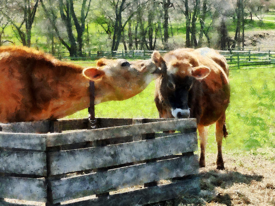 Cow Photograph - Want To Hear a Secret by Susan Savad