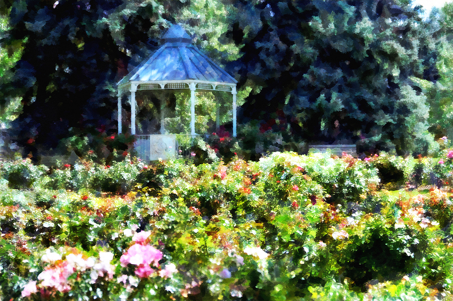 Rose Photograph - War Memorial Rose Garden 1  by Angelina Tamez