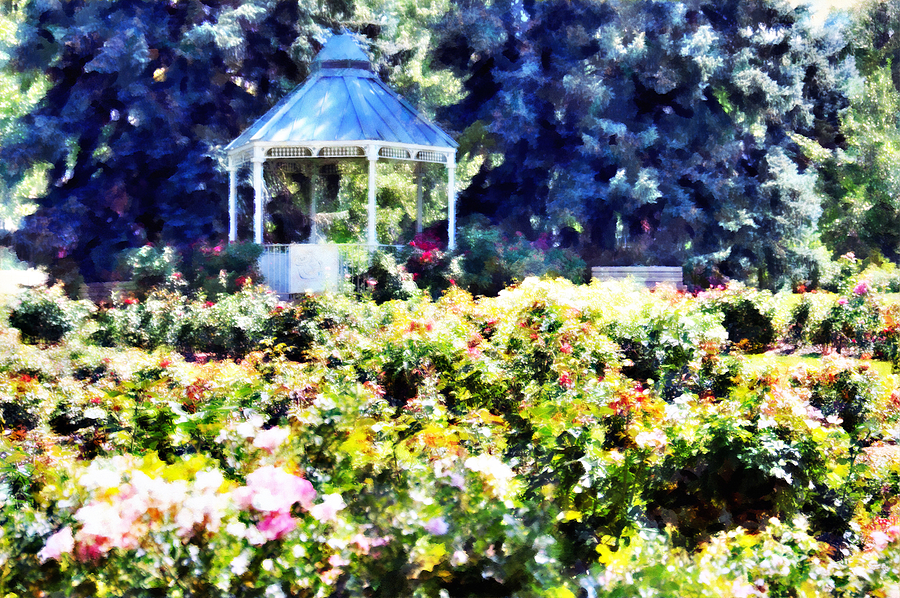 Rose Mixed Media - War Memorial Rose Garden  3 by Angelina Tamez