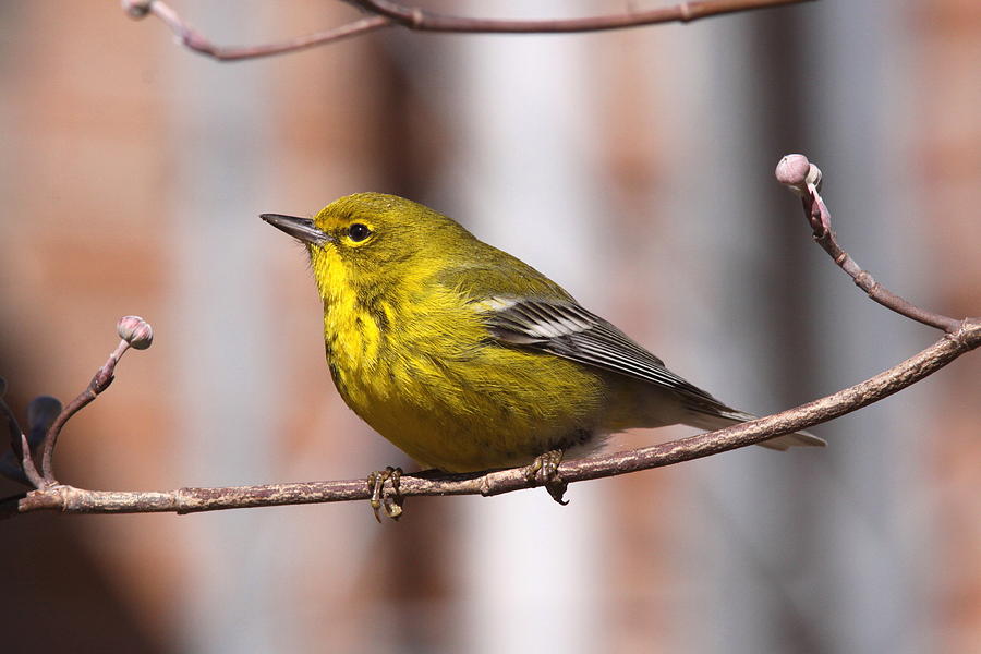 Feather Photograph - Warbler - Pine Warbler - Oh So Yellow by Travis Truelove