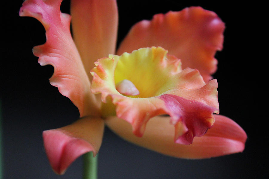 Warm Bloom I Photograph by Kelly Hazel