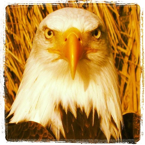 Eagle Photograph - Warm Eagle by Tony Benecke