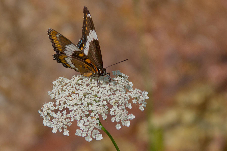 Warm Summer Day by Frank Pietlock Warm Summer Day by Frank Pietlock