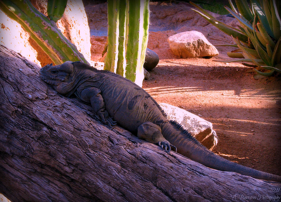 Warming Iguana Photograph by Aaron Burrows