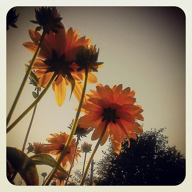 Flower Photograph - #warmth... #flowers #sky #skywards by Linandara Linandara