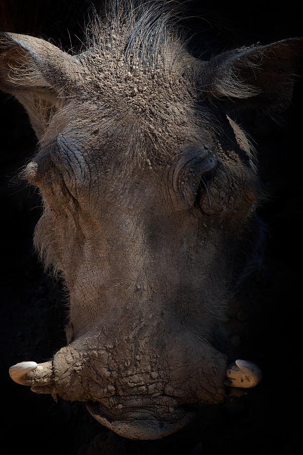 Animal Photograph - Warthog attack by C Thomas Willard