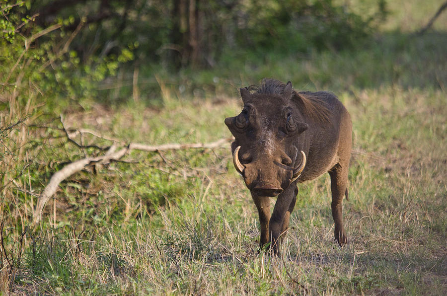 Warthog Photograph by Perry Van Munster
