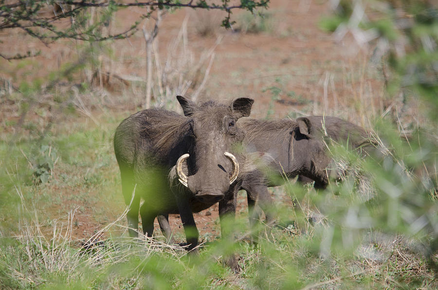 Warthogs Photograph by Perry Van Munster