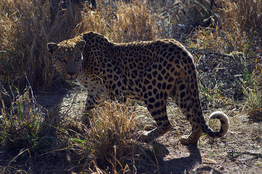 Wary Leopard Namibia Photograph by David Kleinsasser