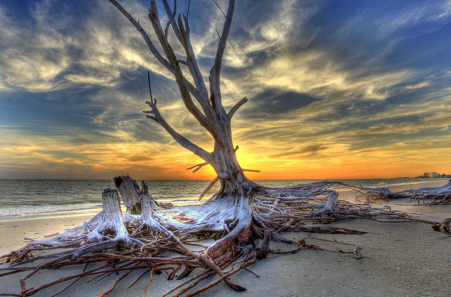 Sunset Photograph - Washed Out Trees by Sean Allen