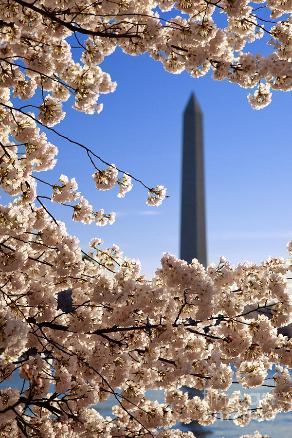 Washington Monument Cherry Trees Photograph