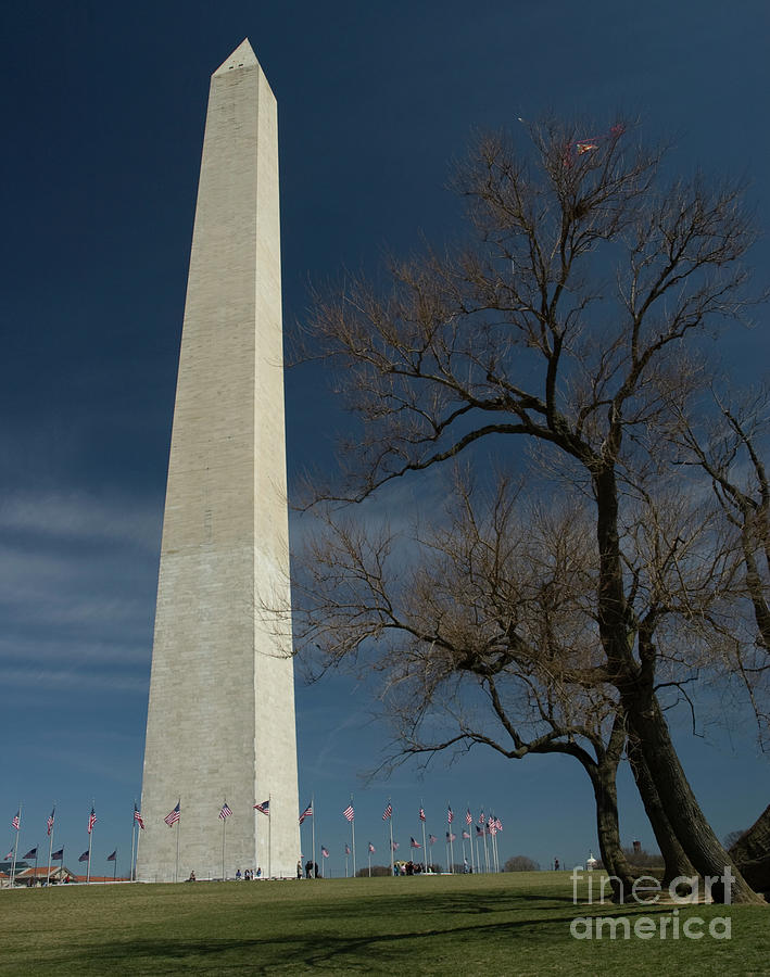 George Washington Photograph - Washington Monuments World Famous Kite Eating Tree by Tim Mulina