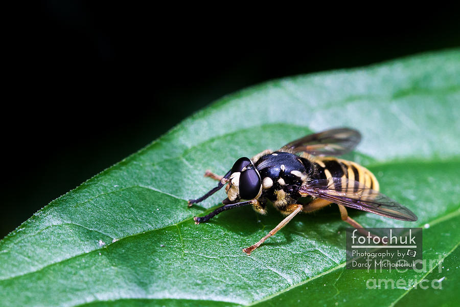 Wasp Break Photograph by Darcy Michaelchuk