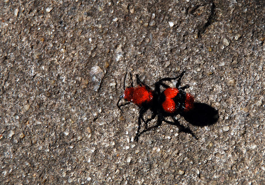 Wasp Called Velvet Ant Photograph By Skip Willits Fine Art America 2079