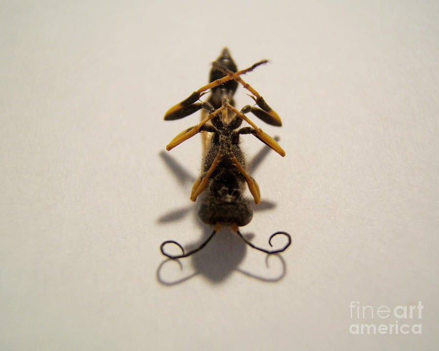 Wasp Death Symmetry Photograph Photograph by Kristen Fox
