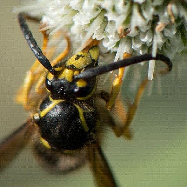 Macro Photograph - Wasp by Gary Stasiuk