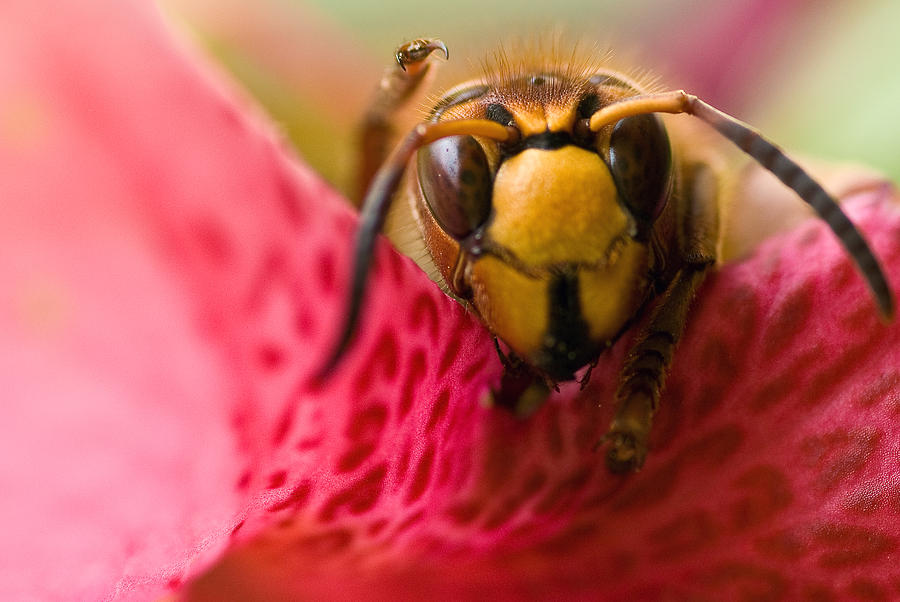 Wasp  Photograph by Gene Hilton