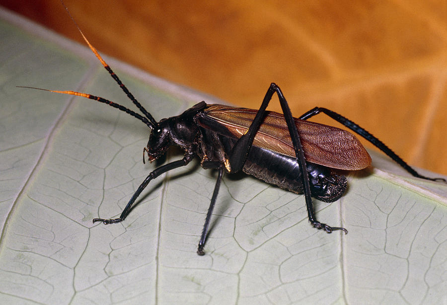 Wasp Mimic Bush Cricket by Dr George Beccaloni