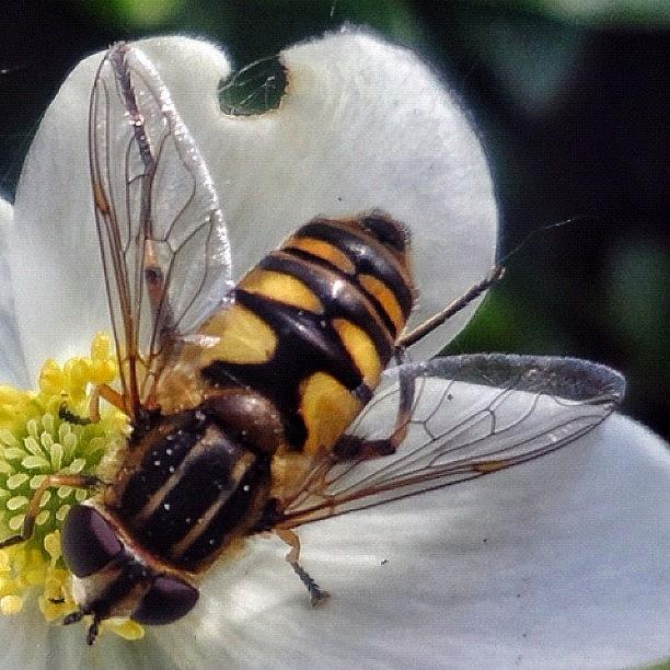 Love Photograph - #wasp by Natasha Taylor