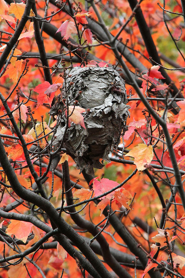 Wasp nest Photograph by Doris Potter