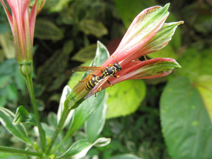 Wasp On Alstroemeria Photograph by Alfred Ng