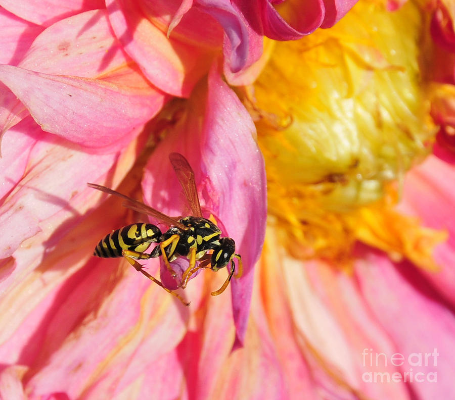 Wasp on Flower Photograph by David Arment