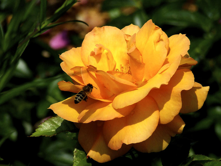 Wasp On Yellow Rose Photograph by Richard Gregurich