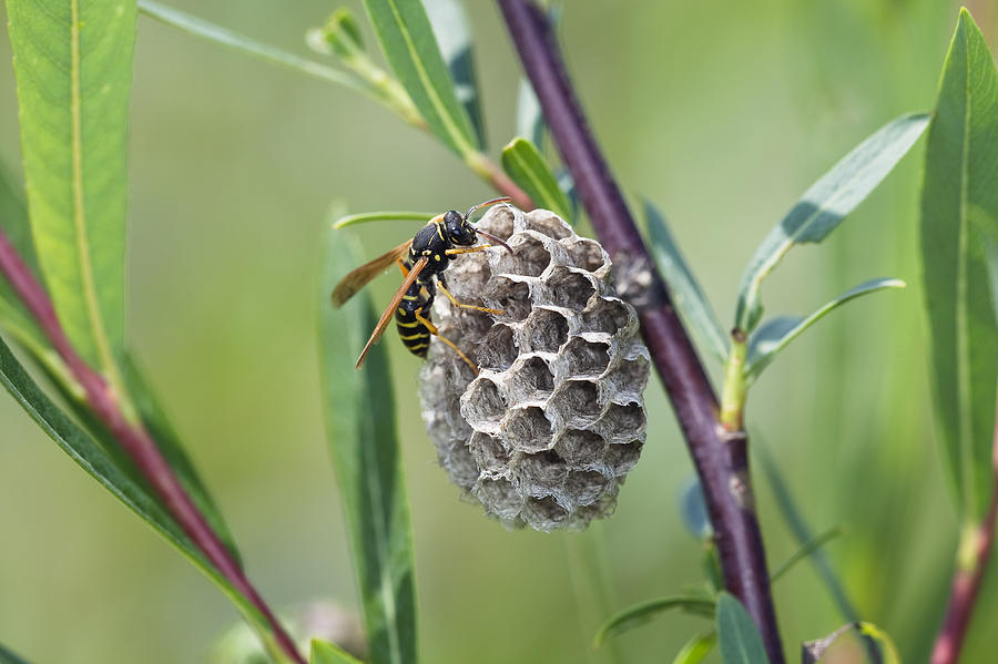 Wildlife Photograph - Wasp Polistes Nimpha Constructing Nest by Konrad Wothe