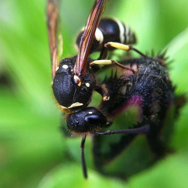 Nature Photograph - Wasp Sequence Detail by Gary Stasiuk