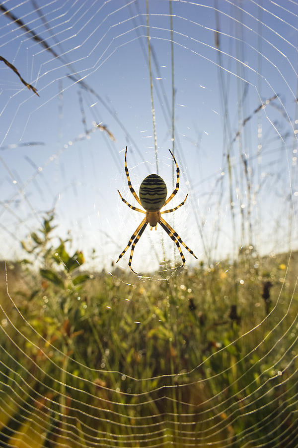 Wasp Spider Argiope Bruennichi In Web Photograph by Konrad Wothe