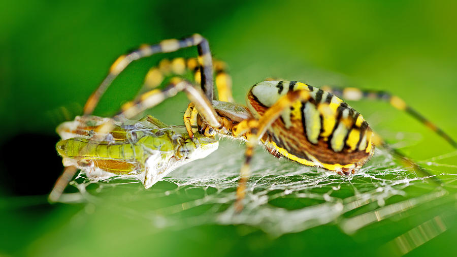 Spider Photograph - Wasp-spider kills grasshopper by Thomas Splietker