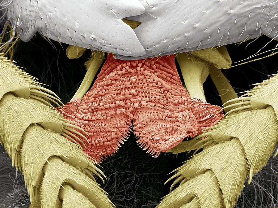 Jaws Photograph - Wasp Tongue, Sem by Steve Gschmeissner