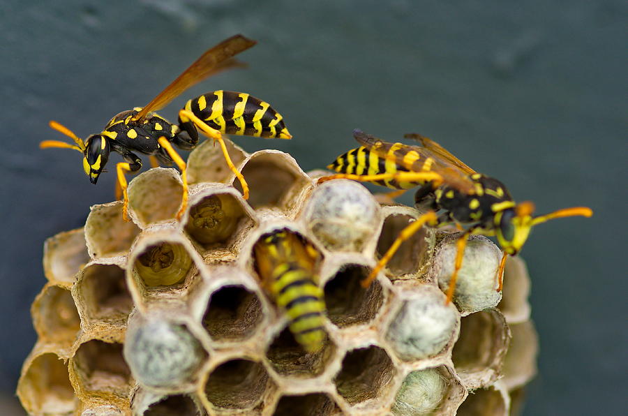 Wasps Hard At Work Photograph by David Van Zet - Fine Art America