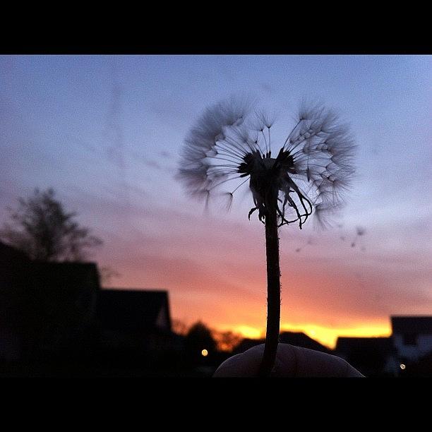 Nature Photograph - Watch The Wishes Fly Away. ••• by Jenni Munoz