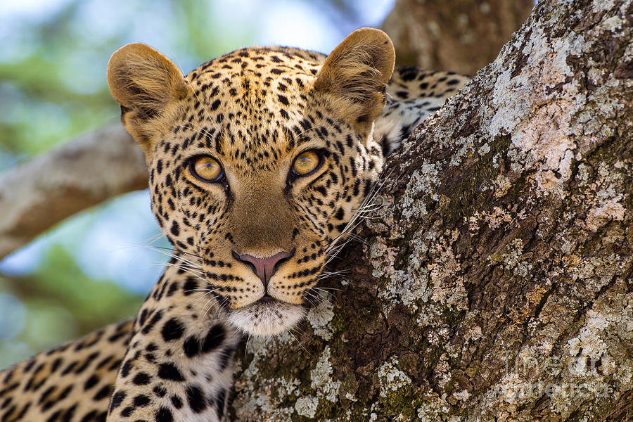 Watchful Eyes Photograph by Danny Nestor - Fine Art America