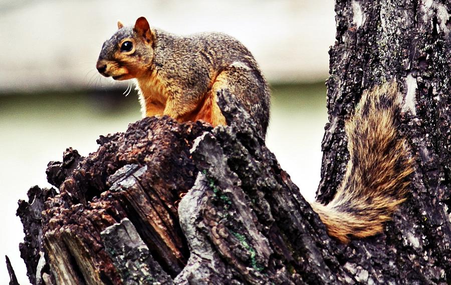 Watchful Squirrel Photograph by KayeCee Spain
