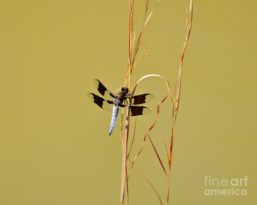 Dragonfly Photograph - Watchful Whitetail by Al Powell Photography USA