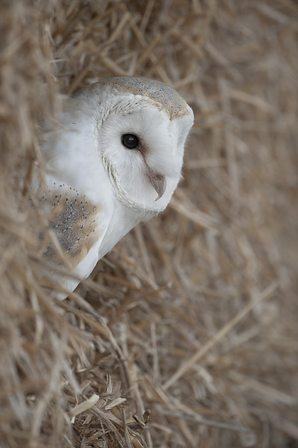 Watchfull Barn Owl Photograph by Andy Astbury