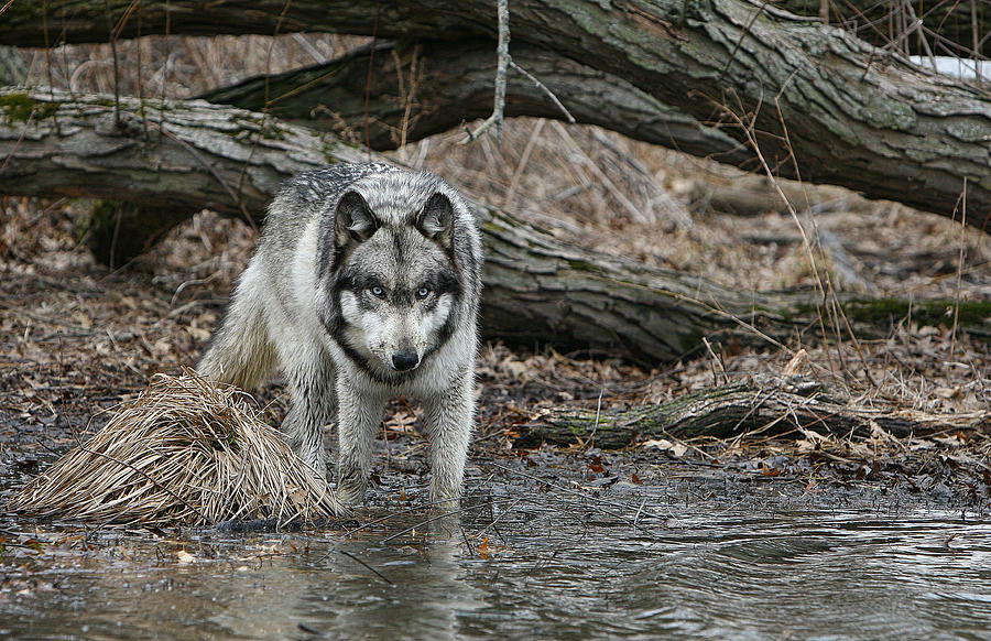 Wolves Photograph - Watching by Shari Jardina