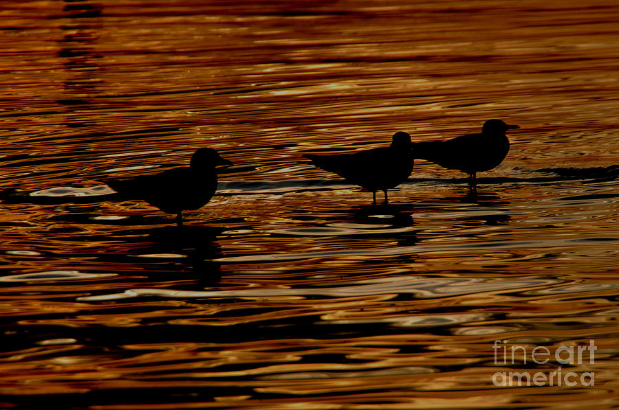 Watching the Sun Go Down Photograph by Andrea Kollo Watching the Sun Go Down Photograph by Andrea Kollo