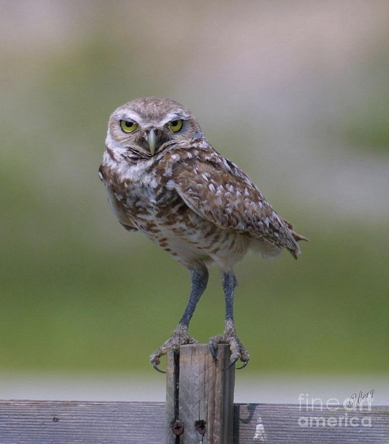 Owl Photograph - Watching You by Dodie Ulery