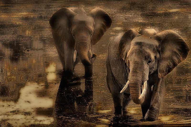 Elephant Photograph - Water bathing by Bobbie Goodrich