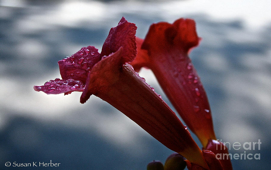 Water Beaded Trumpets Photograph by Susan Herber