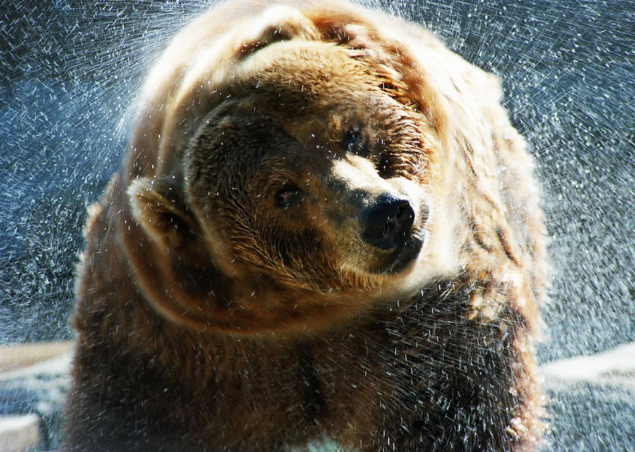 Nature Photograph - Water Bear by CJ Clark