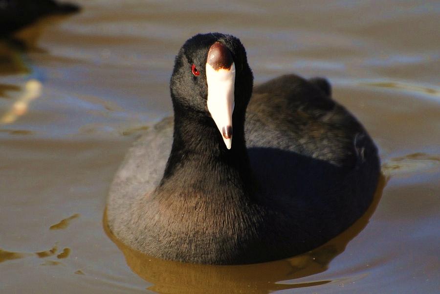 Water Chicken Photograph by John Blanchard