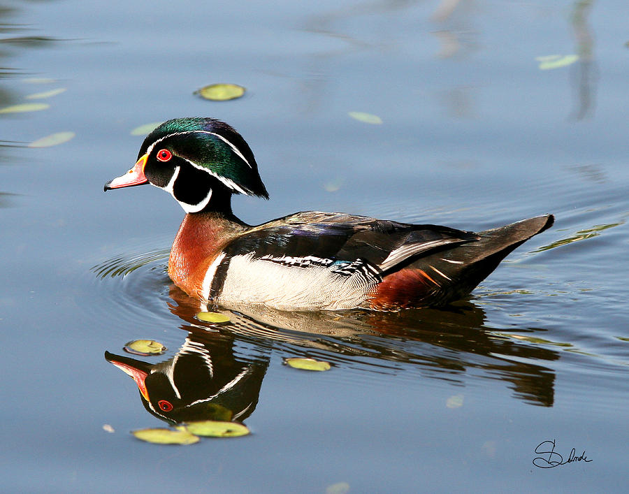Duck Photograph - Water Colours by Sarah  Lalonde