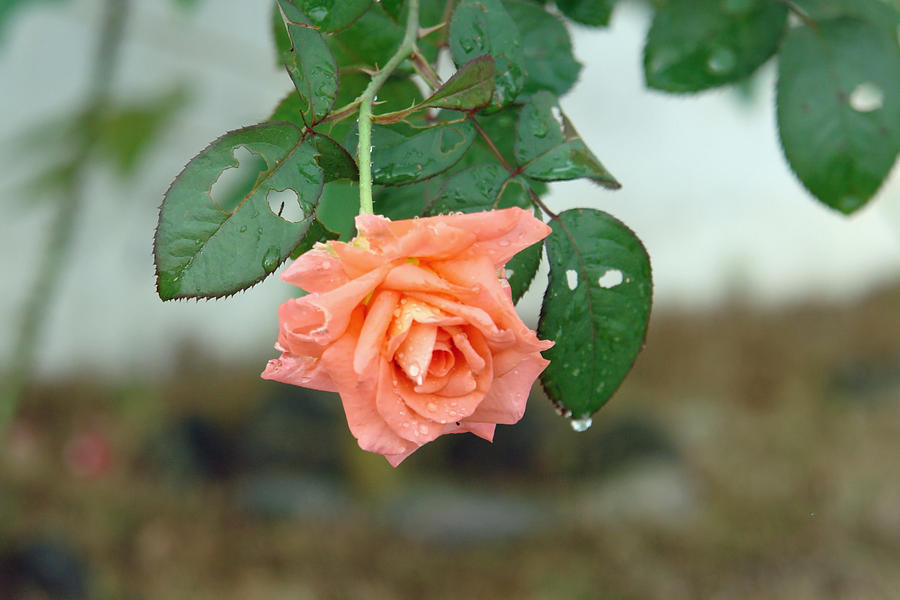 Water dripping from a peach rose after rain Photograph by Ashish Agarwal