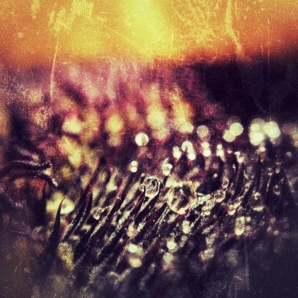 Beautiful Photograph - Water Drop In A Sunflower #webstagram by Tanya Sperling