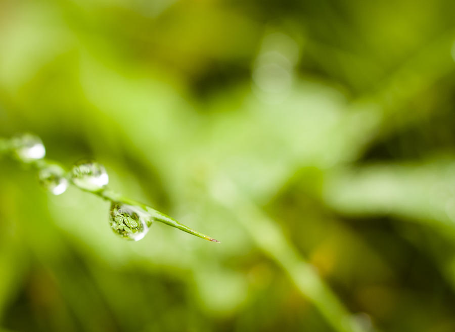 Water drop reflecting Clover Photograph by Nancy Killam - Fine Art America